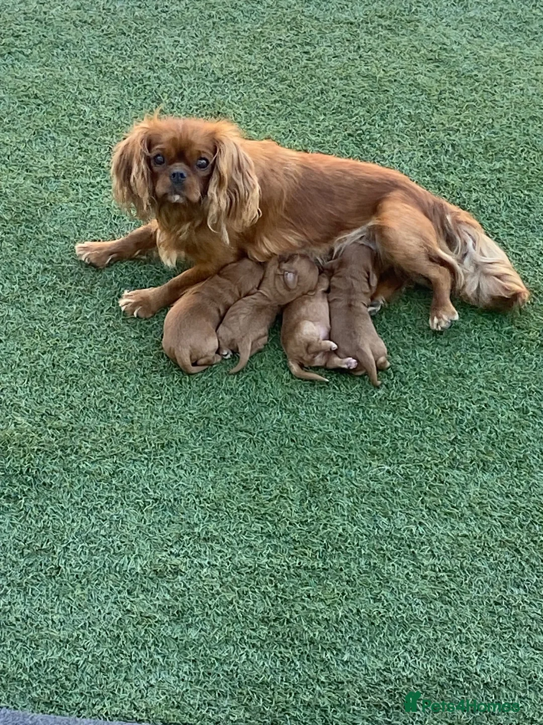 Cavapoo dogs for sale: Red cavapoo puppies for sale  in Pershore - Advert 1