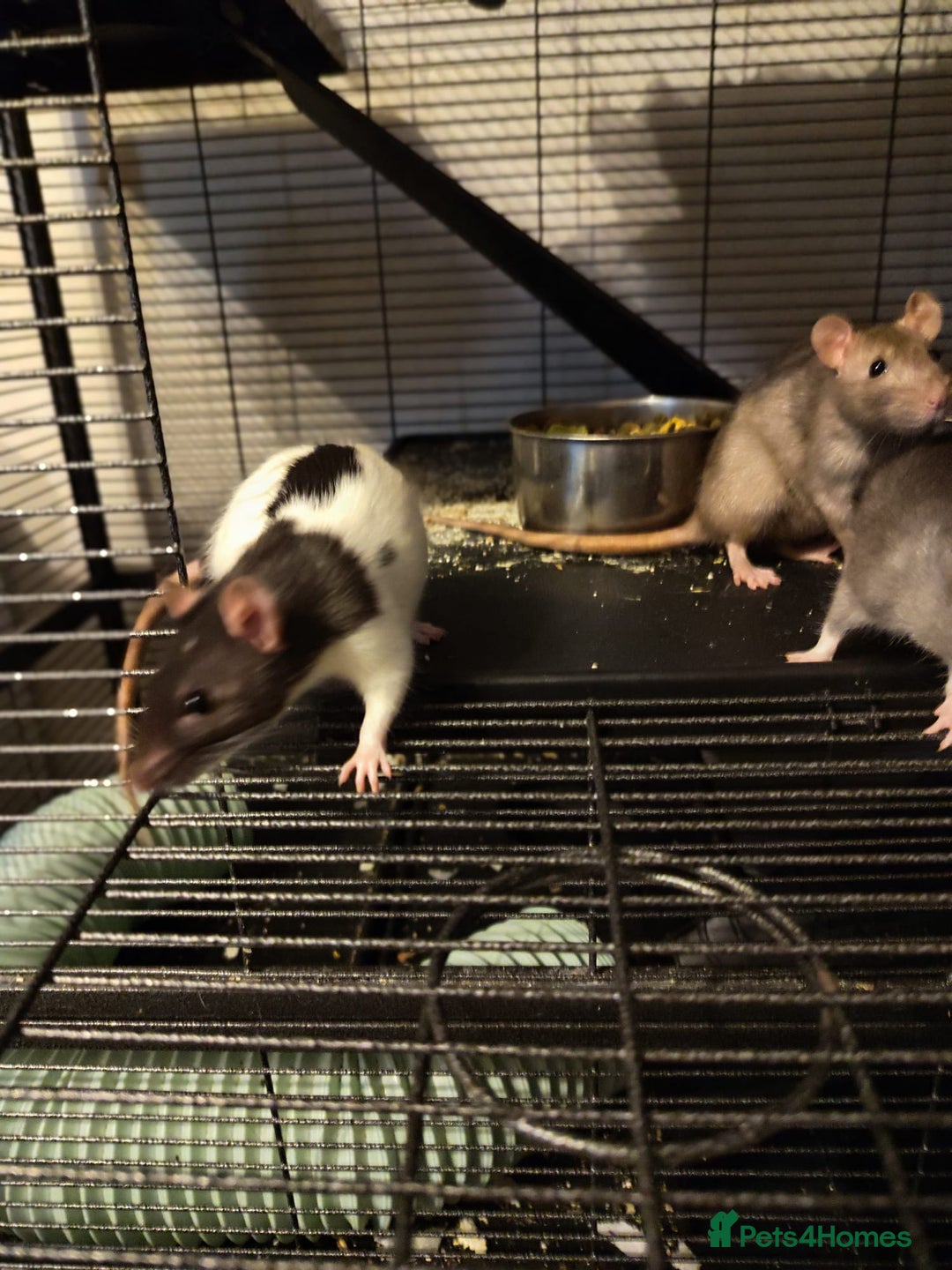 Rat rodents for sale: 4 female rats for sale  - Image 5
