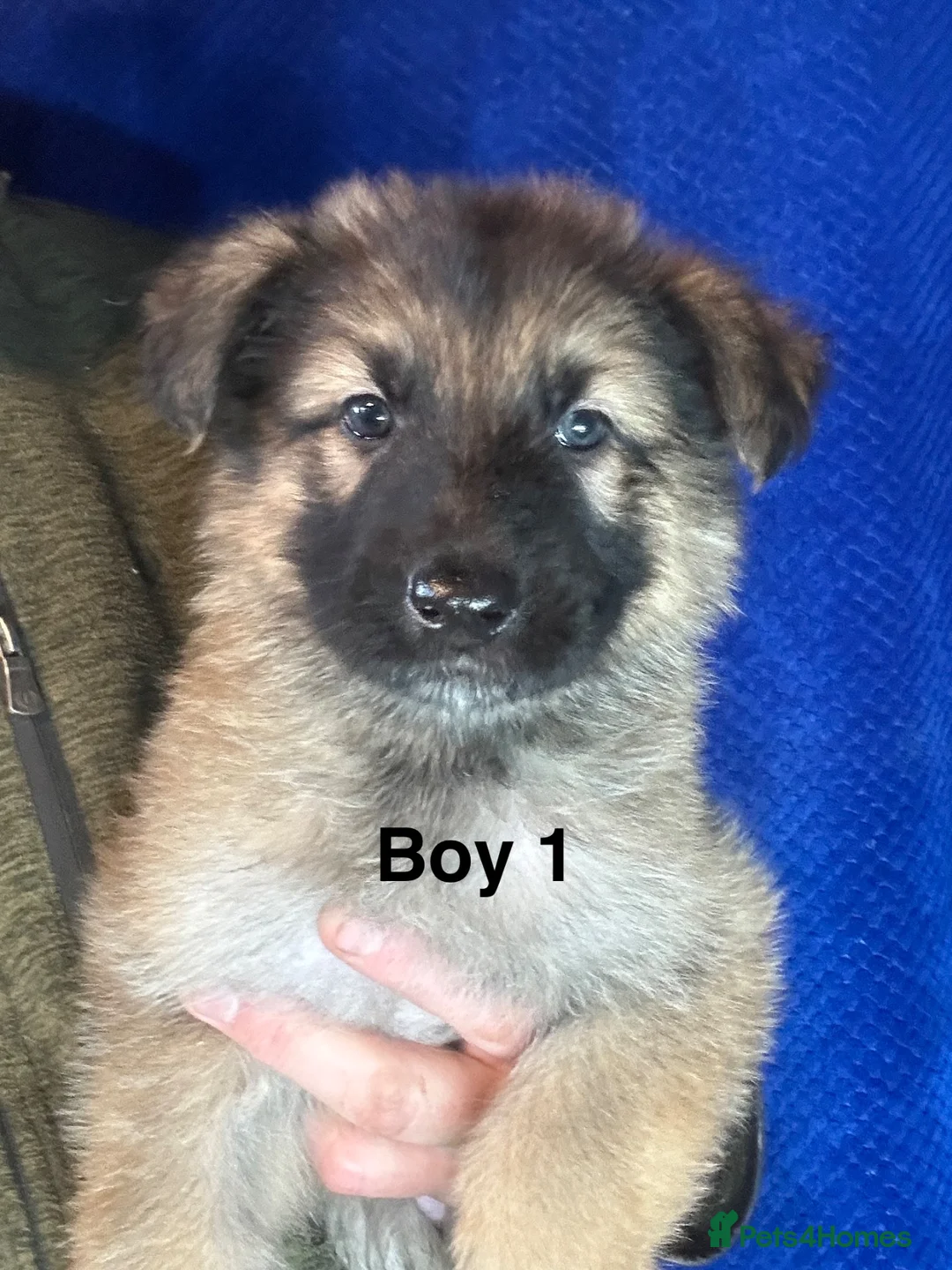 German Shepherd dogs for sale: Chunky, Long Coated German Shepherds - Advert 2