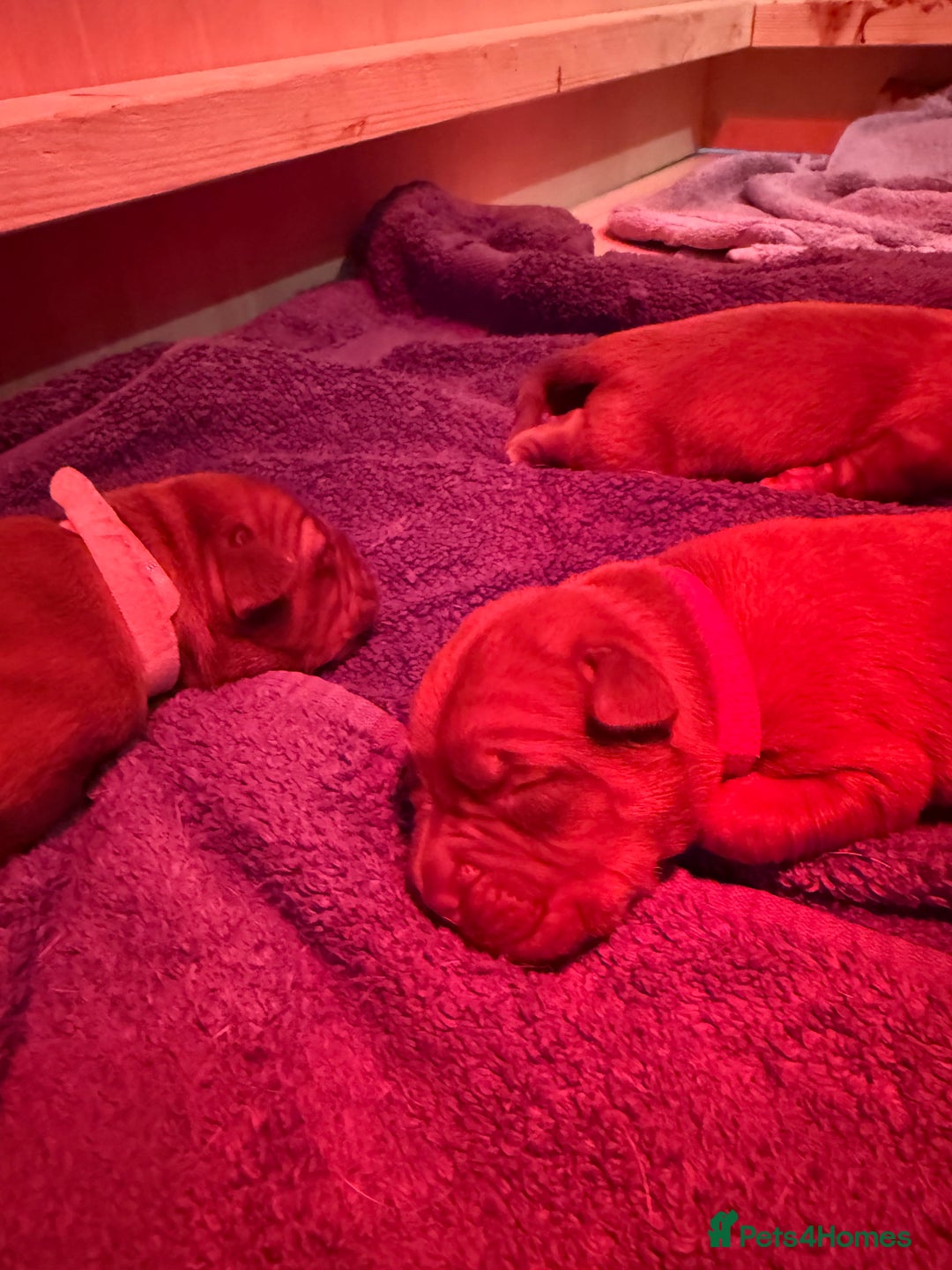 Dogue De Bordeaux dogs for sale: DOGUE DE BORDEAUX PUPPIES AVAILABLE 16/03/26 - Advert 36