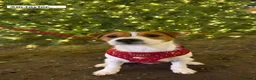 Parson Russell dogs for stud: KC Registered Parson Russell Terrier Stud - Advert 4