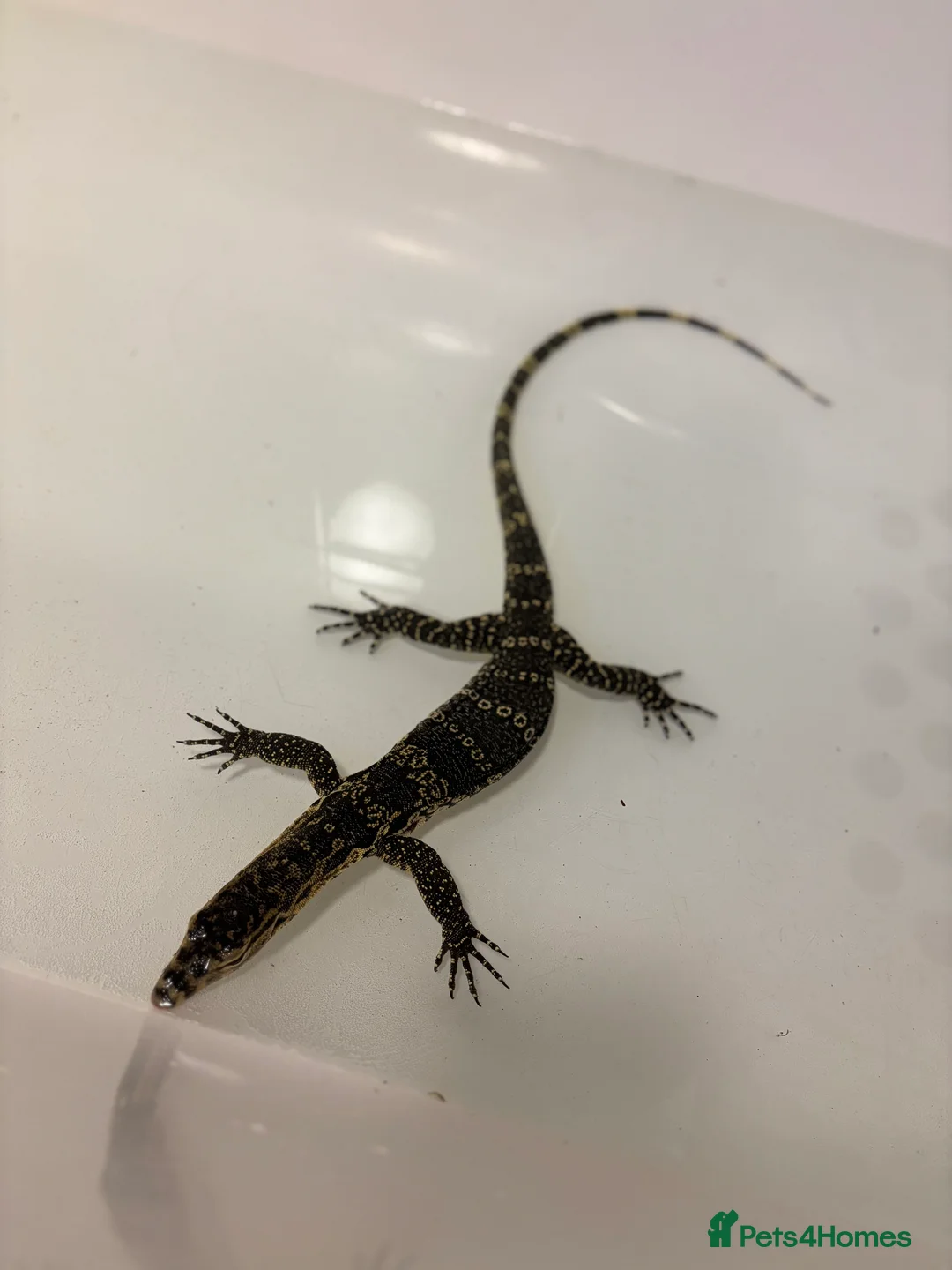 Monitor reptiles for sale: Asian water monitor  - Advert 5
