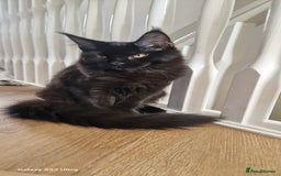 Maine Coon cats for sale: Pure Maine coon👑 - Image 4