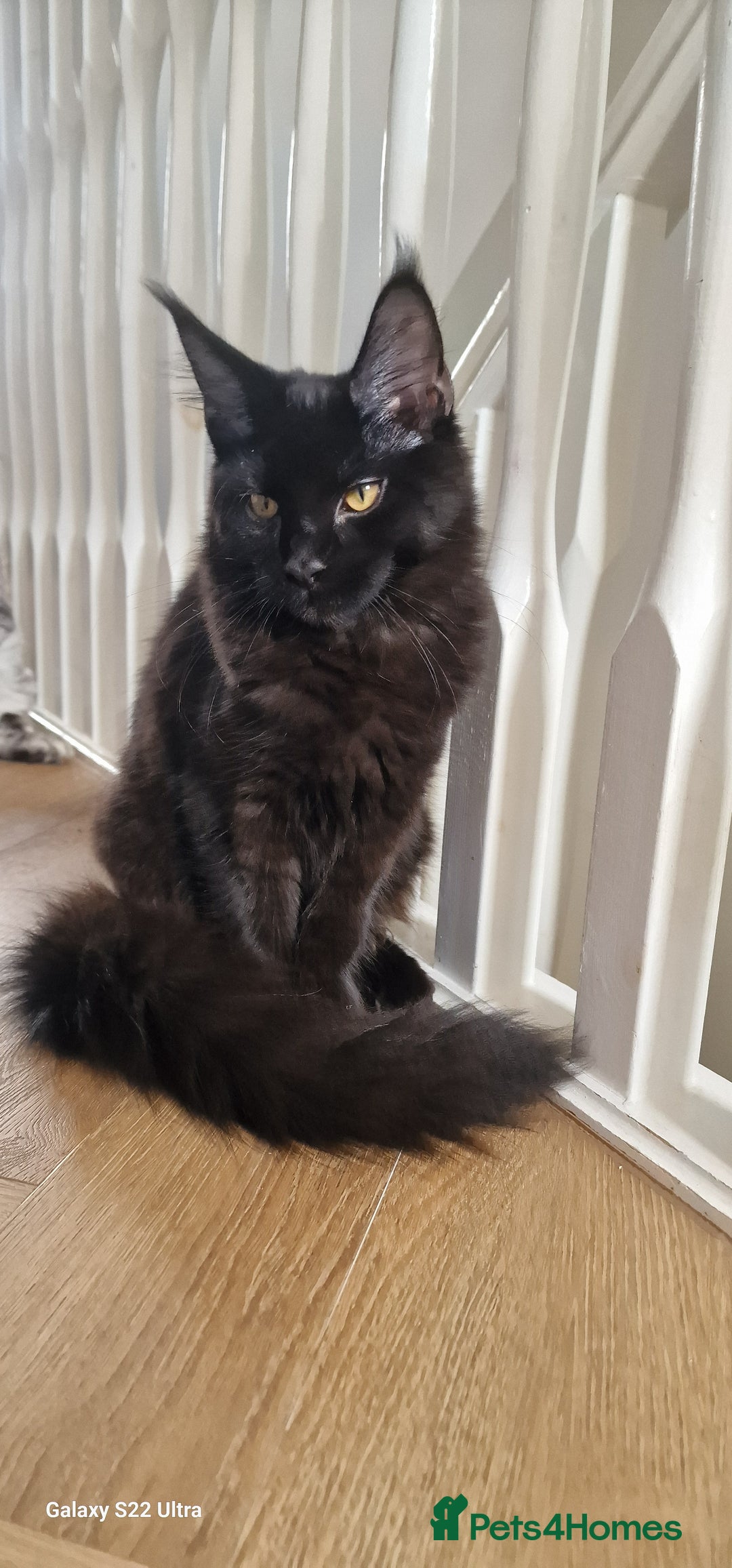 Maine Coon cats for sale: Pure Maine coon👑 - Image 4