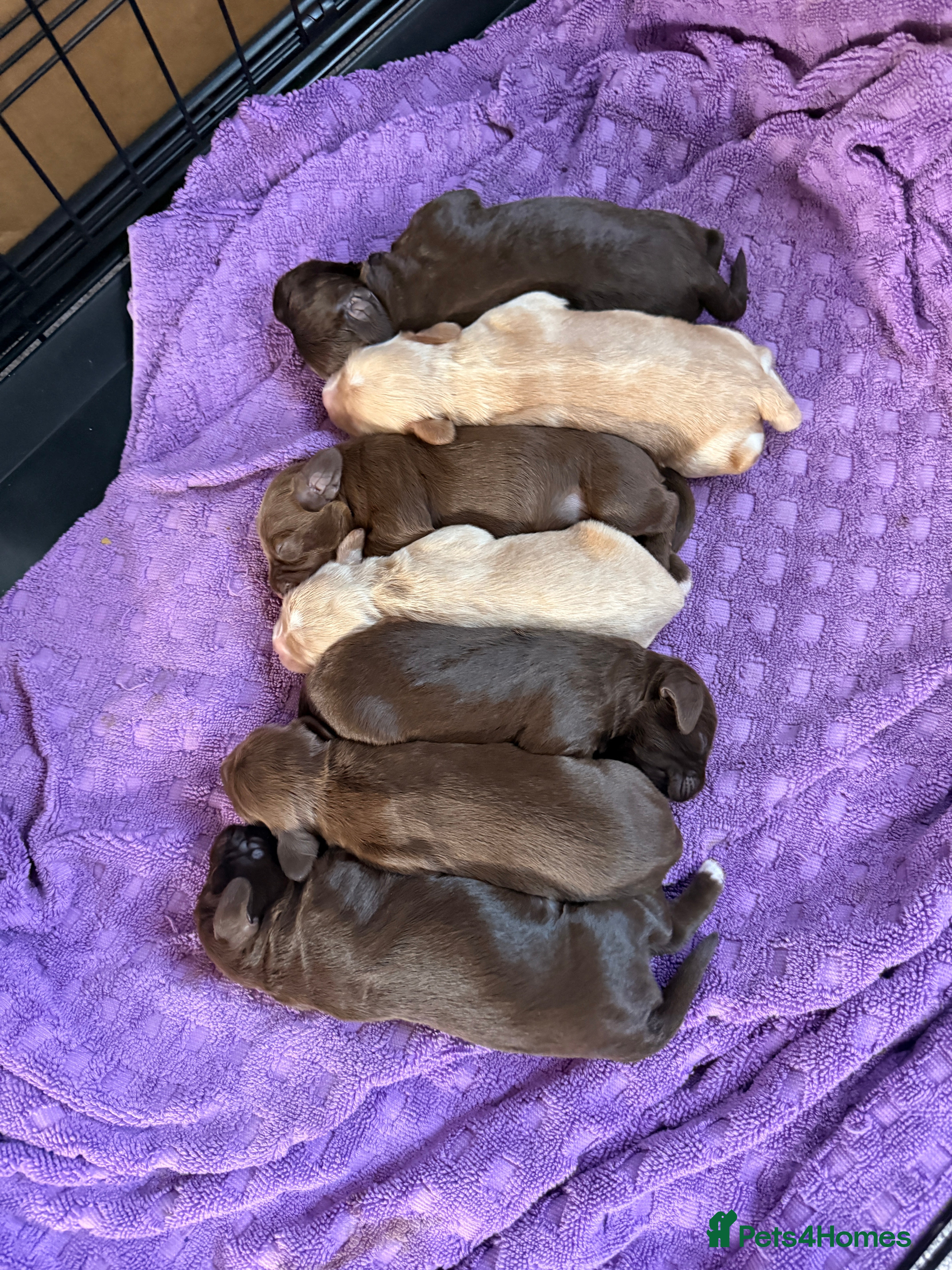 Mixed Breed dogs Beautiful Cocker Sproodles Puppies!  - Advert 2