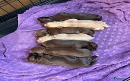Mixed Breed dogs for sale: Beautiful Cocker Sproodles Puppies!  - Image 1
