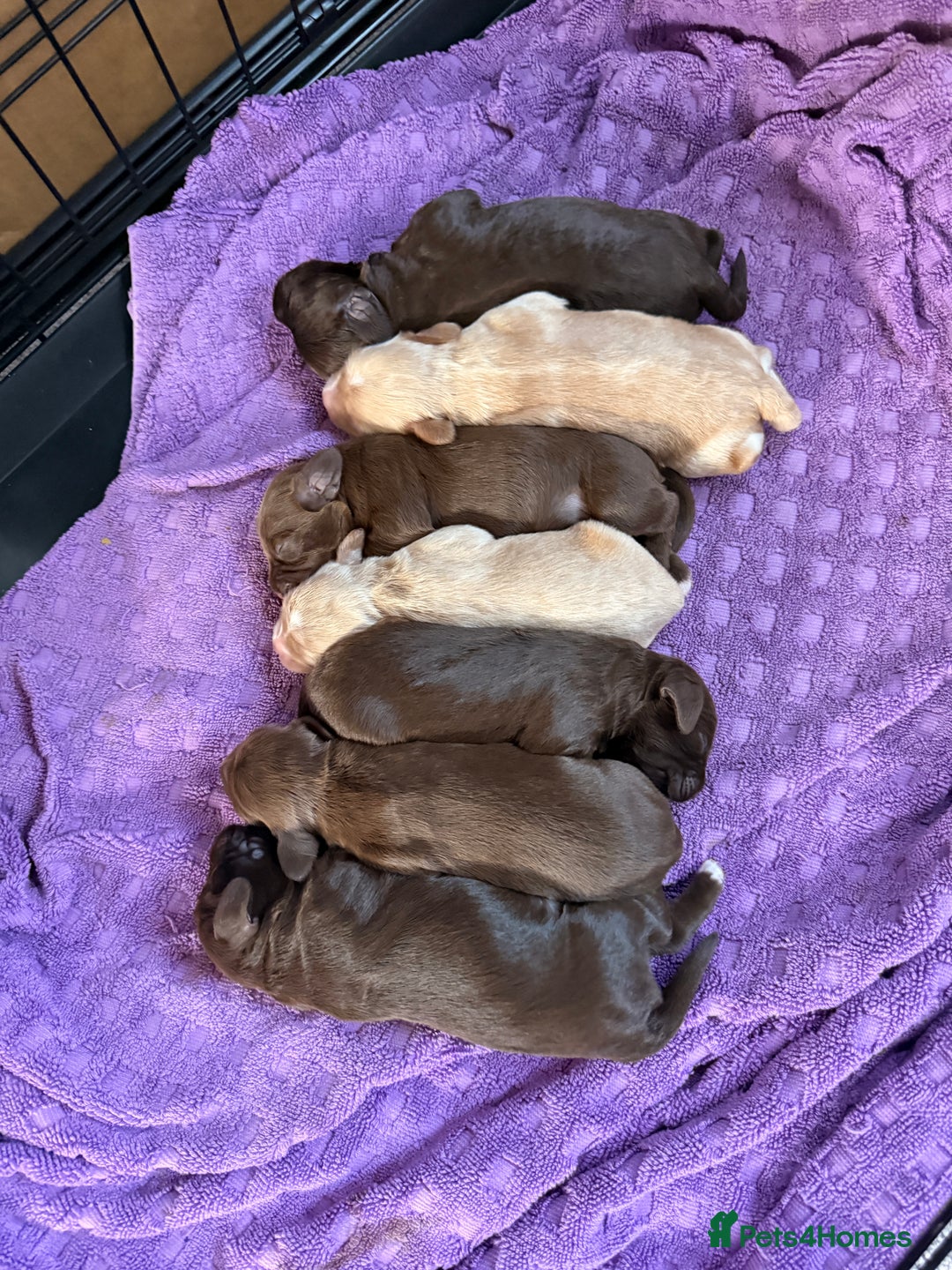 Mixed Breed dogs for sale: Beautiful Cocker Sproodles Puppies!  - Image 1