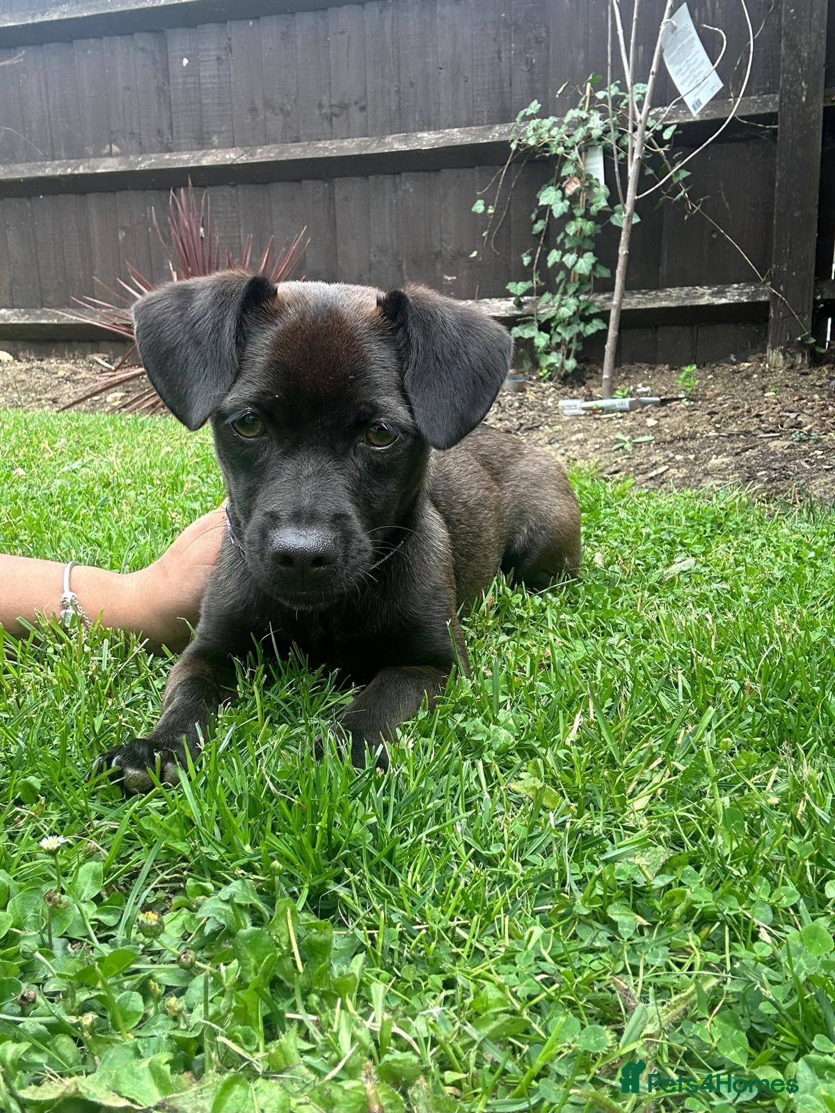 Mixed Breed dogs Lilla 🩷 - Advert 1