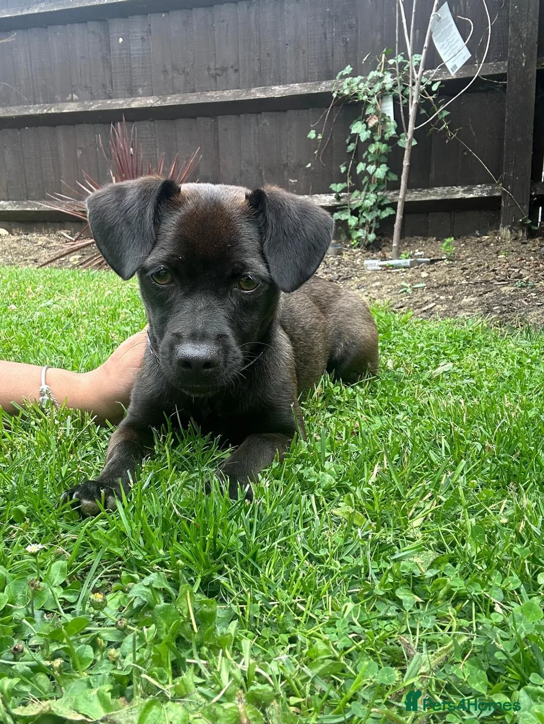 Mixed Breed dogs for adoption: Lilla 🩷 - Advert 1