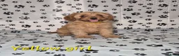 Cavapoo dogs for sale: Dna Health Tested F1 Cavapoo puppies - Advert 14