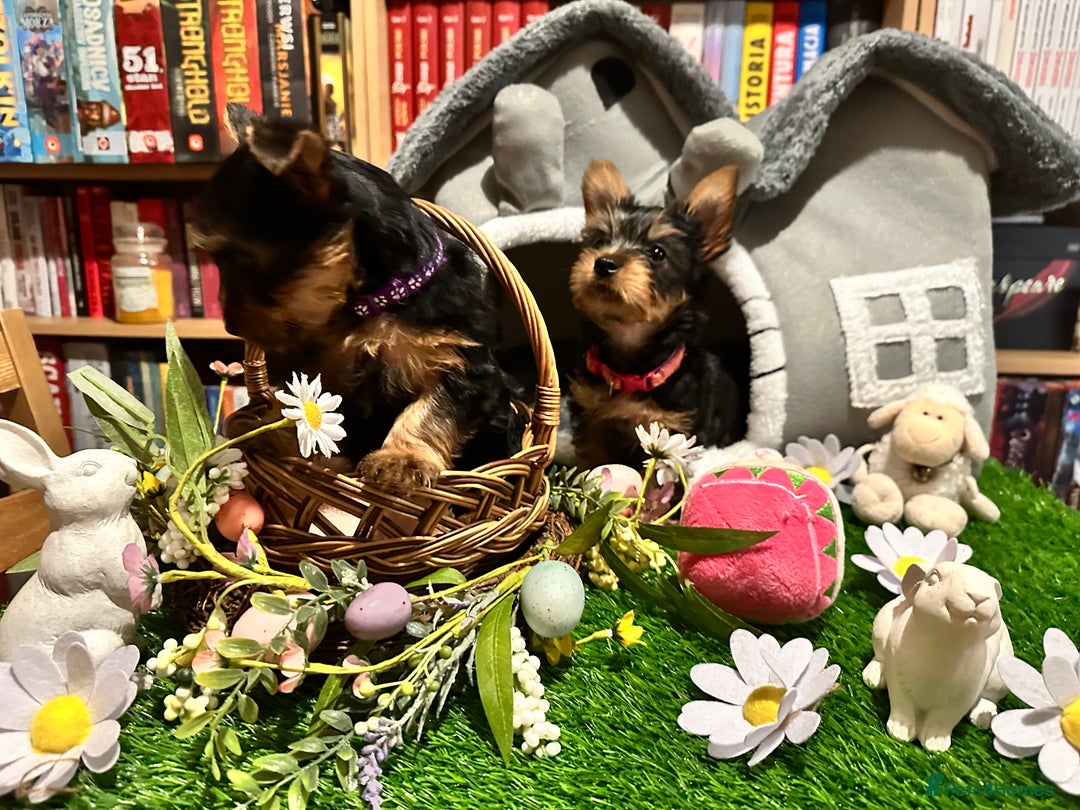 Australian Silky Terrier dogs for sale: Australian Silky Terrier Puppies in Dunfermline - Image 14