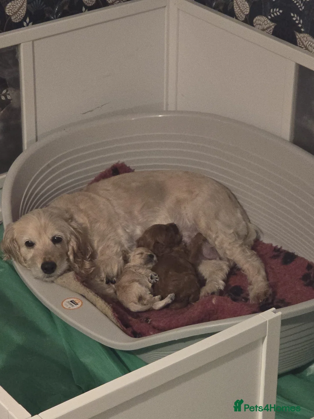 Cockapoo dogs for sale: GORGEOUS F1B cockapoos, 1 boy, 1 girl🥰 - Advert 4