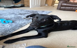 Labrador Retriever dogs for sale: 10 month Black Lab - Image 5