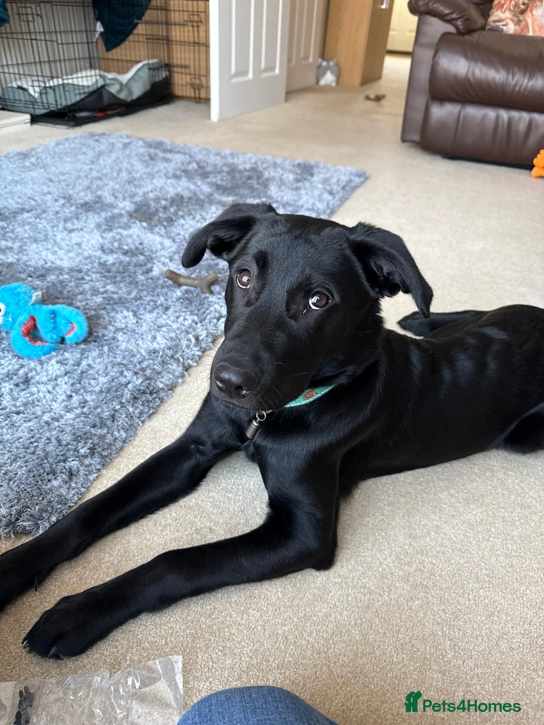 Labrador Retriever dogs for sale: 10 month Black Lab - Image 5