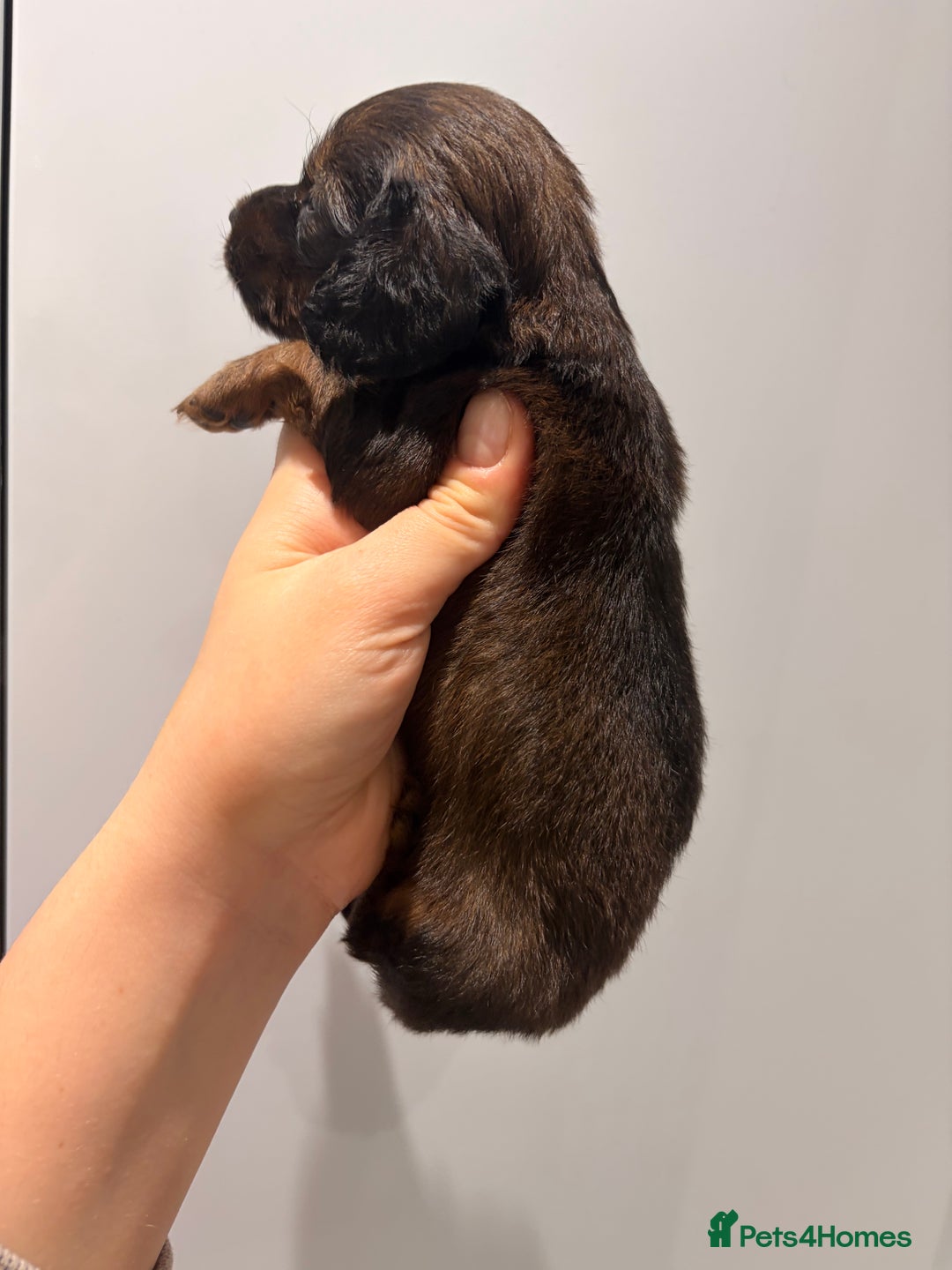 Miniature Dachshund dogs for sale: Quality Russian shaded red minis - Advert 31