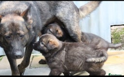 German Shepherd dogs for sale: 15 week old female German Sheppard  - Image 1