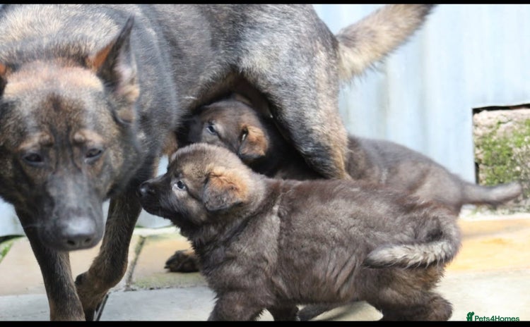 German Shepherd dogs - Advert 2