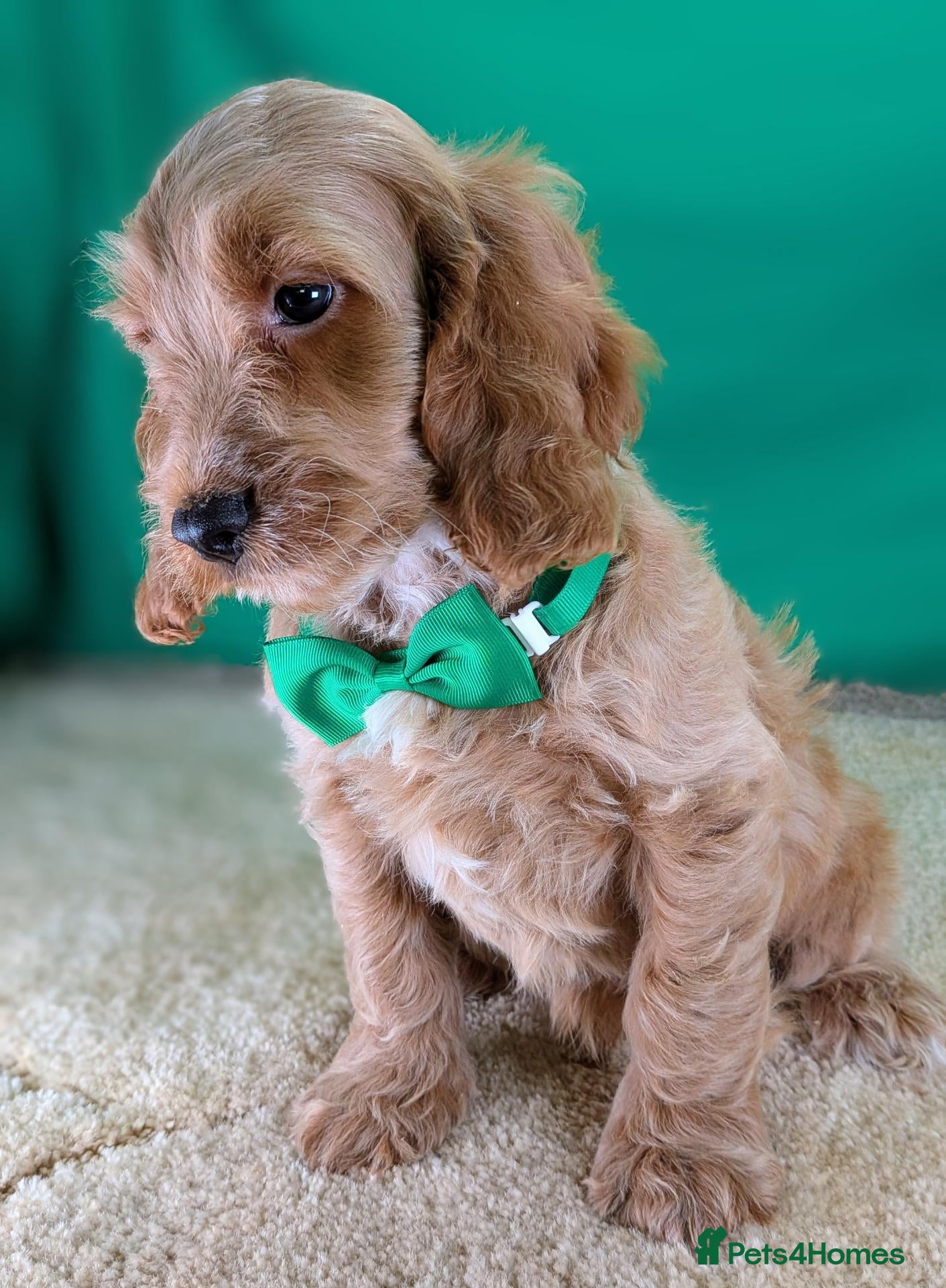 Cockapoo dogs Gorgeous F1 Cockapoo Puppies  - Advert 1