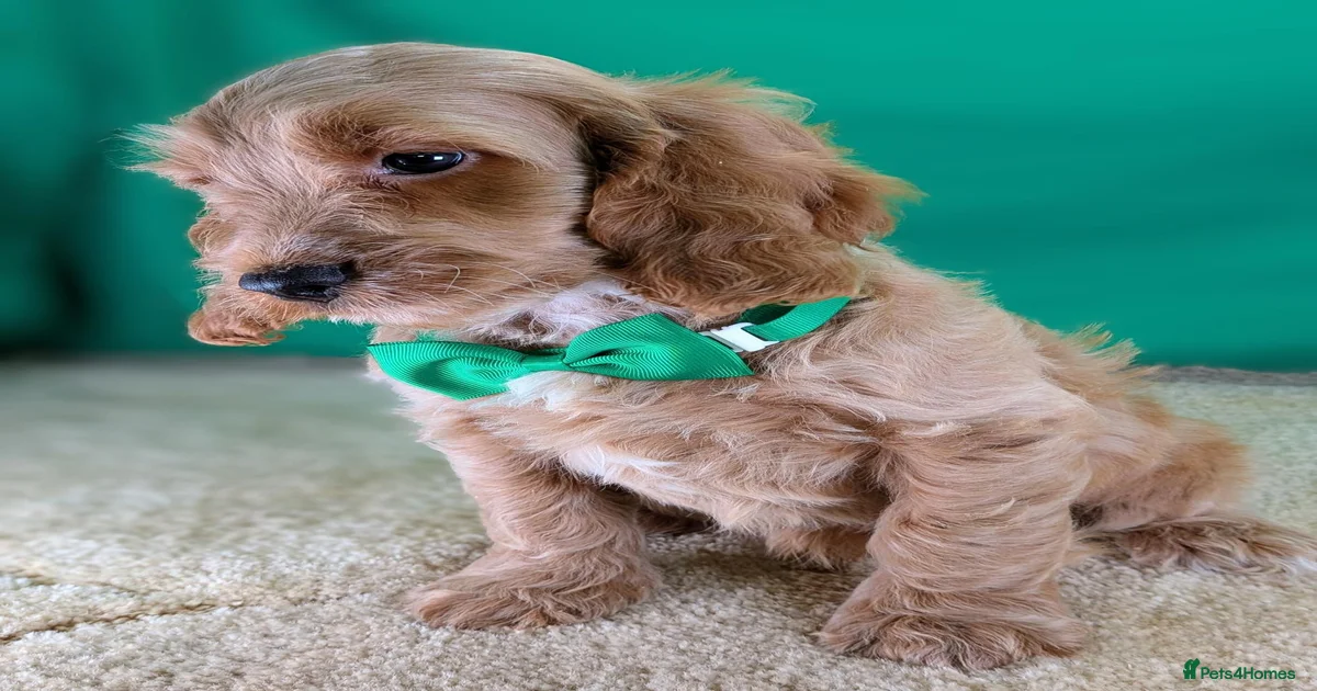 Fully Vaccinated F1 Cockapoo Puppies. for sale in Whitland | Pets4Homes