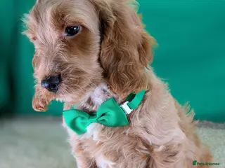 Cockapoo dogs Gorgeous F1 Cockapoo Puppies - Advert 1