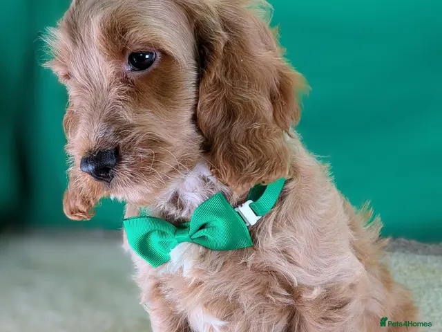 Cockapoo dogs Gorgeous F1 Cockapoo Puppies - Advert 8
