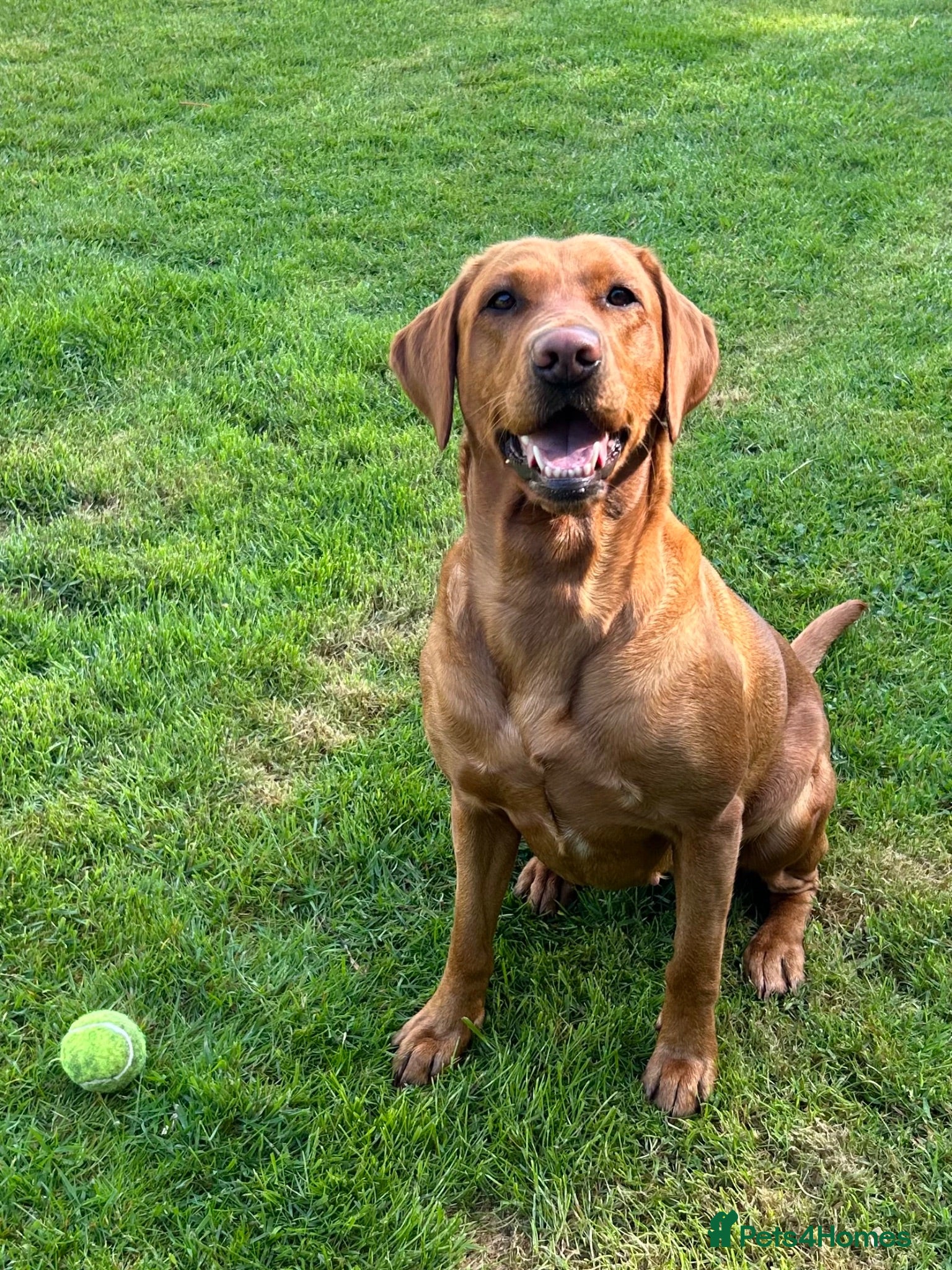 Labrador Retriever dogs EXCEPTIONAL KC reg DARK FOX RED LAB PUPS DUE  - Advert 1