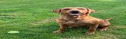 Labrador Retriever dogs for sale: EXCEPTIONAL KC reg DARK FOX RED LAB PUPS DUE  - Advert 1