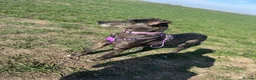 Great Dane dogs for sale: Great Dane Female 4 Years Old - Advert 8