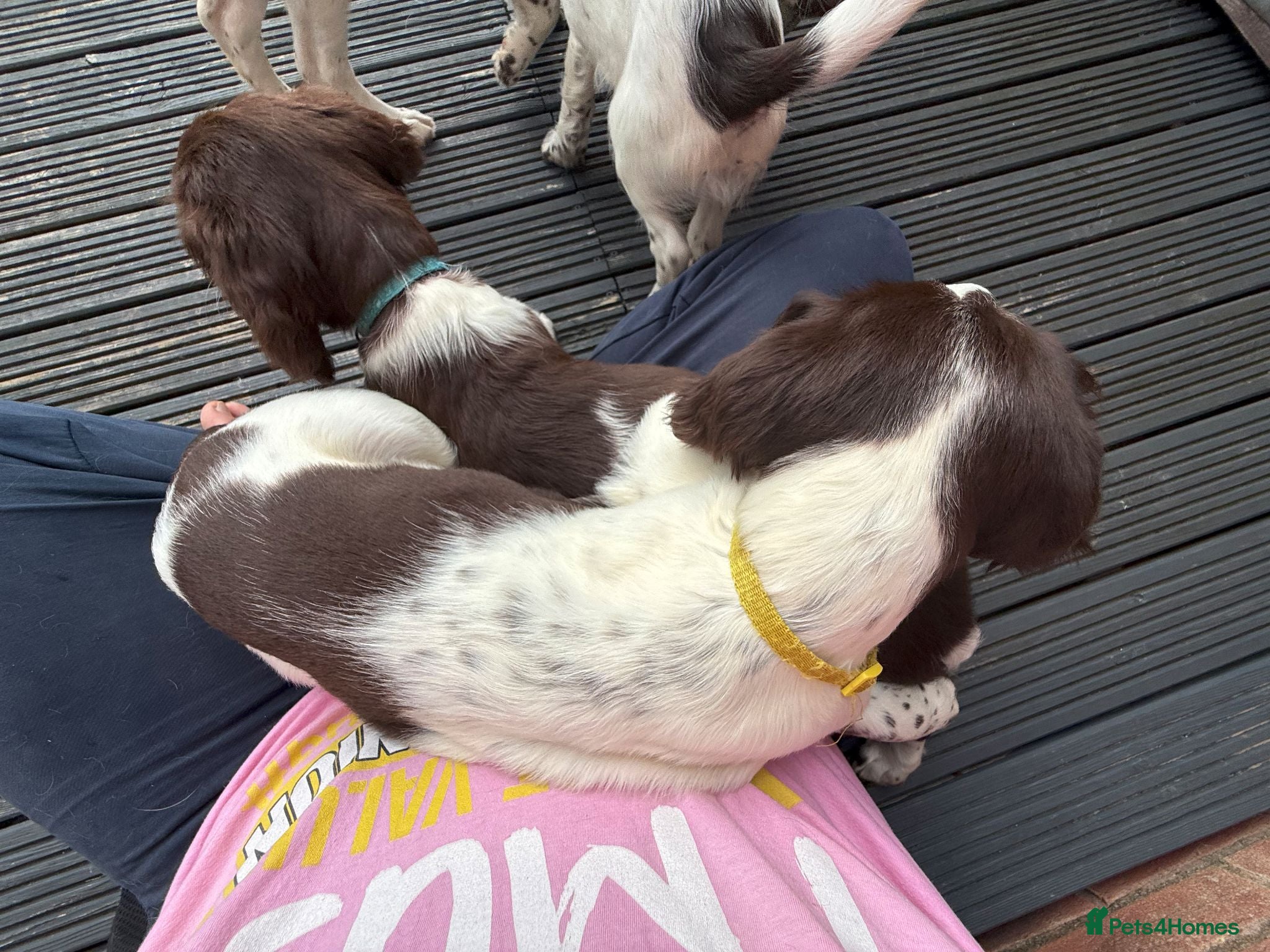 English Springer Spaniel dogs Last girl 5th Gen Liver and White ESS Puppies - Advert 10