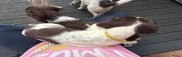 English Springer Spaniel dogs for sale: Boy 5th Gen Liver and White ESS Puppies - Advert 8