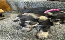 Miniature Schnauzer dogs for sale: Miniature Schnauzer Puppies KC/BVA/MAC Tested - Image 7