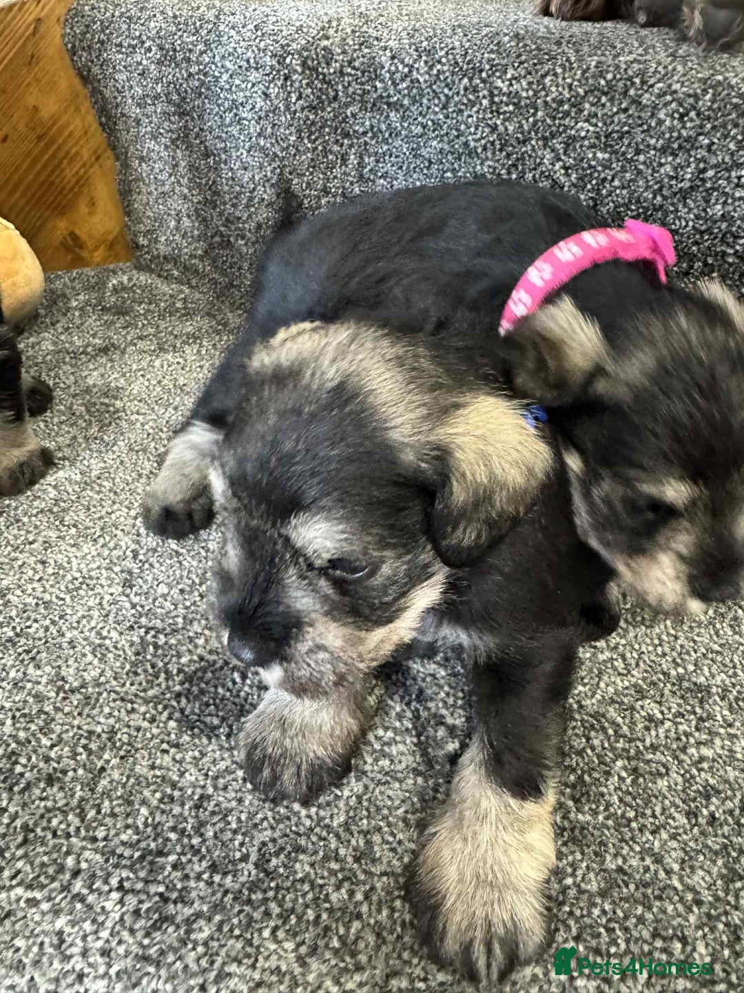 Miniature Schnauzer dogs for sale: Miniature Schnauzer Puppies KC/BVA/MAC Tested - Image 7