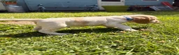 Cocker Spaniel dogs for sale: 🧡🤍 KC REG Show cocker Spaniel puppies for sale - Advert 6
