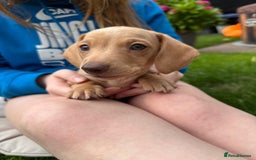 Miniature Dachshund dogs for sale: Miniature dachshund puppies ready 10/08/25 - Image 12