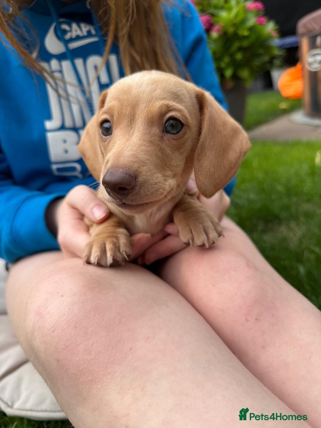 Miniature Dachshund dogs for sale: Miniature dachshund puppies ready 10/08/25 - Image 12