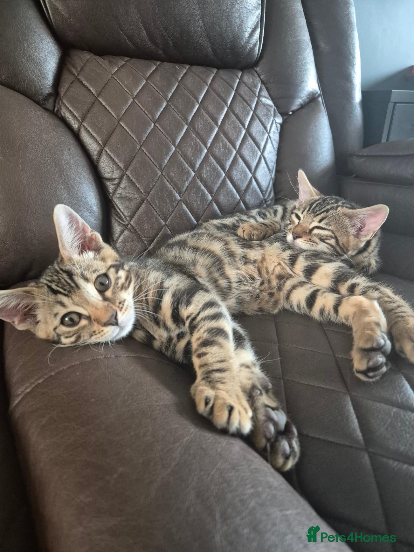 Bengal cats Brown Charcoal Bengals Ready for forever Homes 🥰 - Advert 2