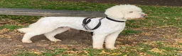 Labradoodle dogs for sale: 🐾 Homebred F2B Labradoodle Puppies 🐾 - Advert 7