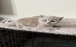 British Shorthair cats for sale: Chunky Lilac & blue bsh kittens  - Image 9