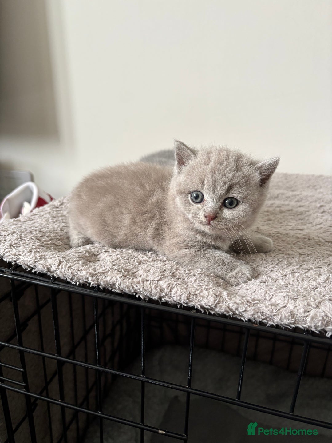 British Shorthair cats for sale: Chunky Lilac & blue bsh kittens  - Image 9