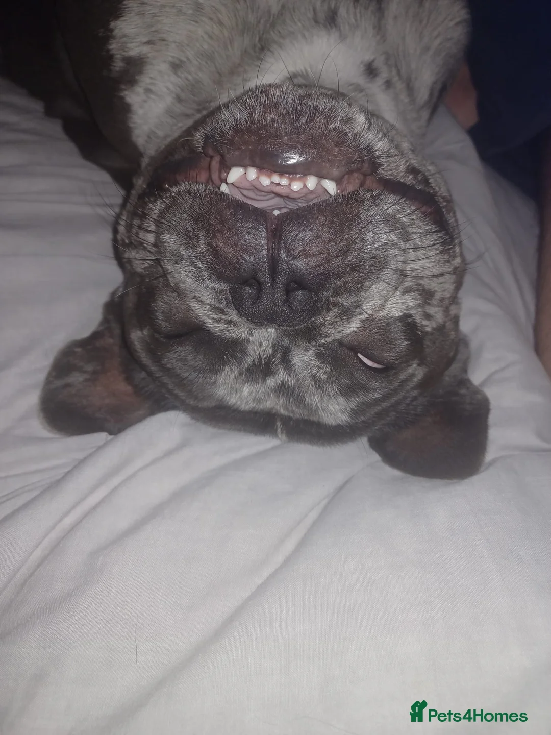 French Bulldog dogs for sale: Male Blue Merle frenchie - Advert 4