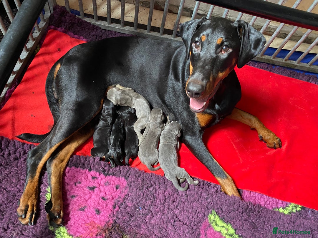 Dobermann dogs for sale: DOBERMAN PUPPIES (BOTH KC HEALTH TESTED PARENTS) - Image 14