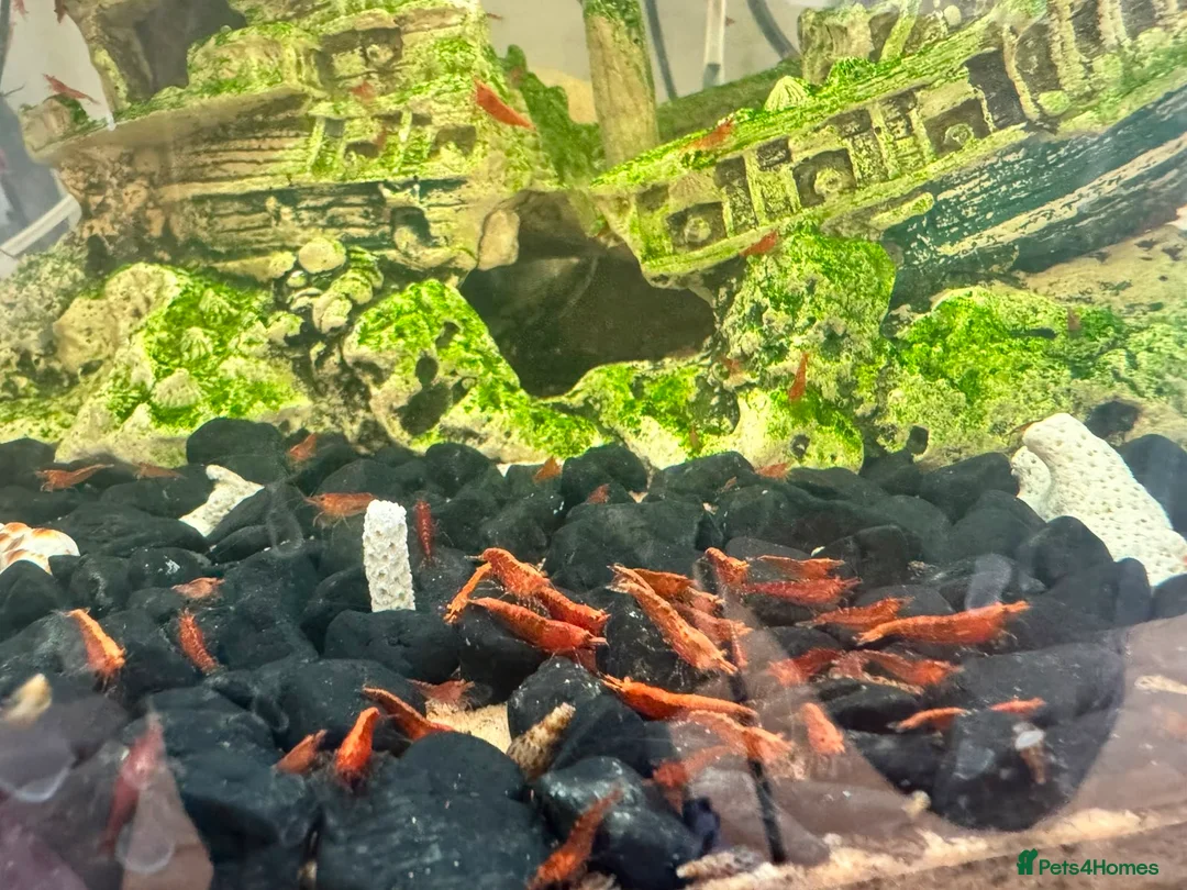Shrimps fish for sale: Cherry and blue dream shrimps - Advert 1