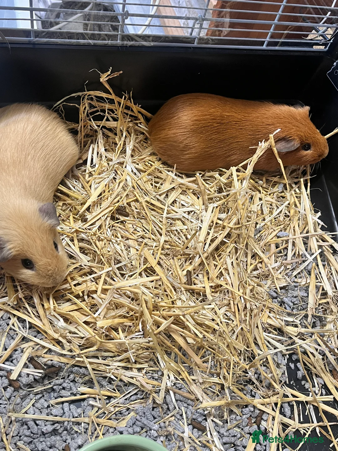 Guinea Pig rodents for sale: Two gorgeous boys  - Advert 1