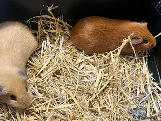 Guinea Pig rodents Two gorgeous boys - Advert 1