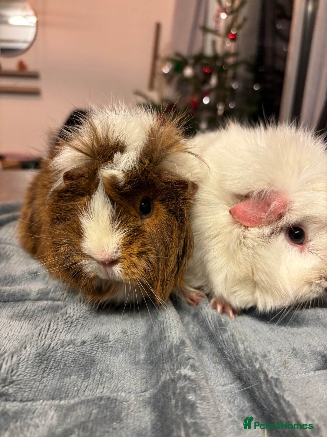 Guinea Pig rodents for sale: Two beautiful girls for sale  - Advert 8