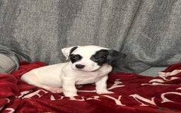 American Bulldog dogs for sale: American Bulldog - Image 22
