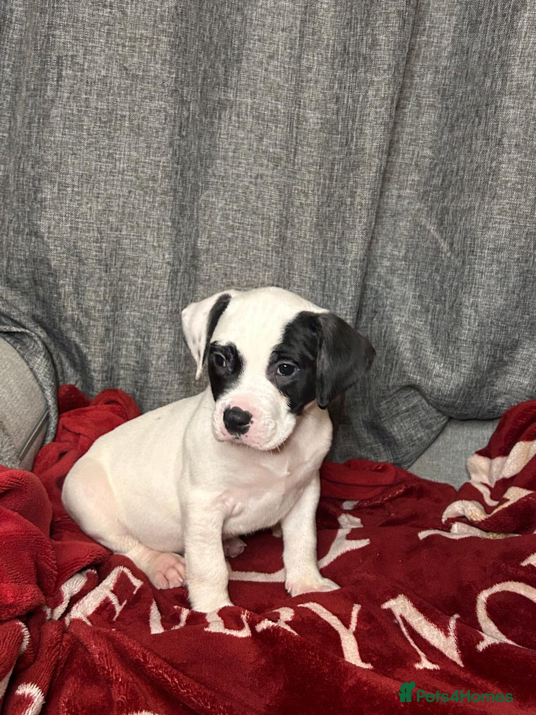 American Bulldog dogs for sale: American Bulldog - Image 22
