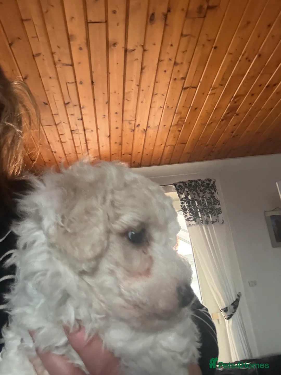 Mixed Breed dogs for sale:  Cavapoochon   - Advert 8
