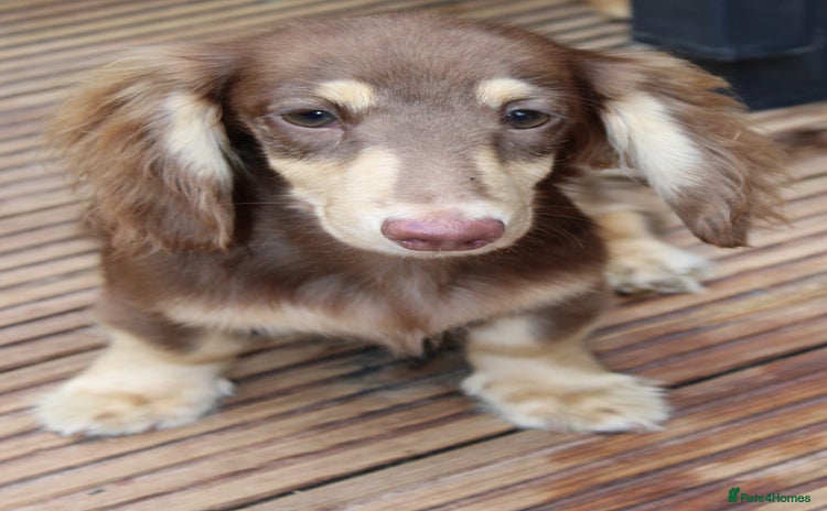 Miniature Dachshund dogs - Advert 2