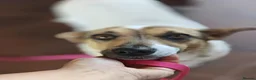 Mixed Breed dogs for adoption: ❤️🐶 SANYA – LOVING, CLEVER, JOYFUL SMALL GIRL in Redditch - Advert 11